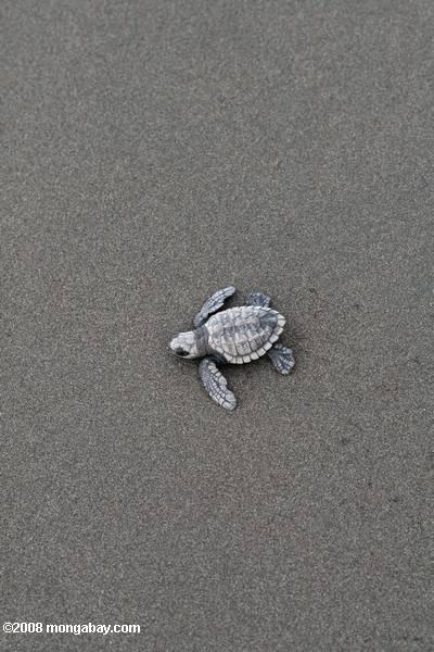 Hatchling tartaruga marinha