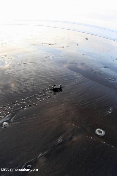 Hatchling Olive Ridley Meeresschildkröte der Leitung auf das Meer