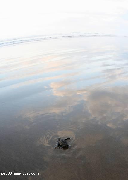 Ridley bebé de oliva a cargo de tortugas marinas al mar