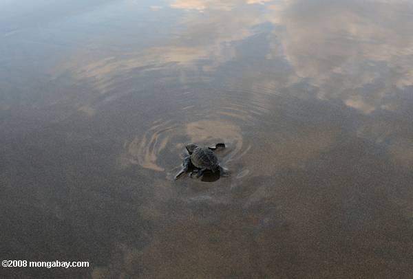 オリーブのヒメウミガメの赤ちゃんウミガメを海に向かって