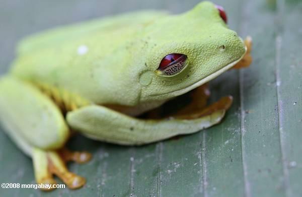 Red-Eyed Tree Frog (Agalychnis callidryas) en partie avec les yeux fermés