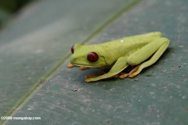 Red-Eyed Tree Frog dans une feuille
