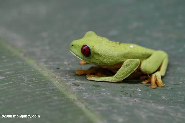 Red-Eyed Tree Frog dans une feuille de bananier