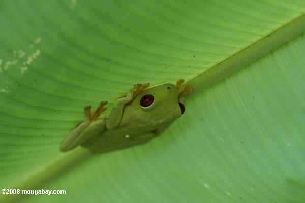 красные глаза дерево лягушка на нижней поверхности листьев банана