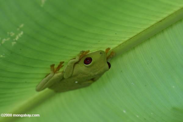 バナナの葉の赤ツリーの下にカエルの目をした