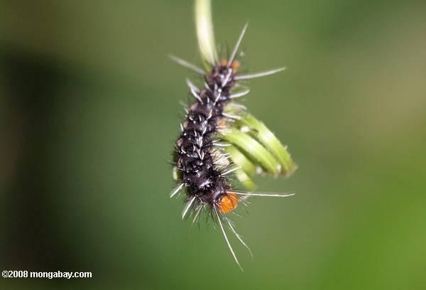 black and white caterpillar. Spiny lack, white