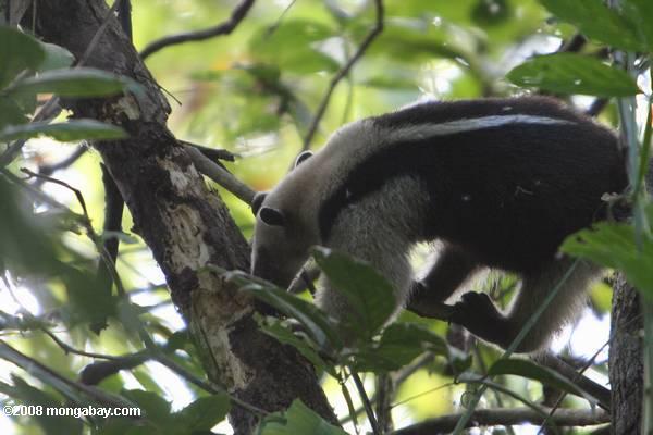 geringerem anteater (tamandua tetradactyla)