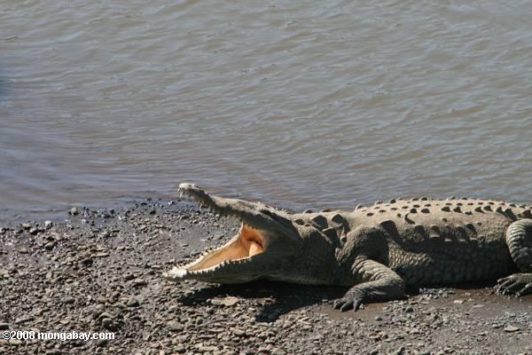 Американский крокодил (Crocodylus acutus) с ее рта открыть tarcoles возле моста на дороге от Jaco