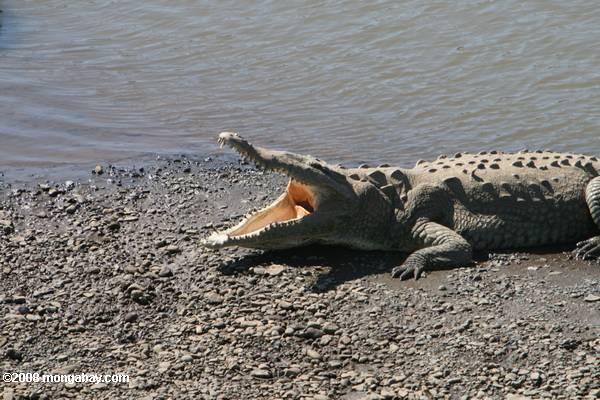Le crocodile américain (Crocodylus acutus) avec sa bouche ouverte