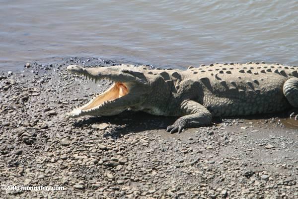 Американский крокодил (Crocodylus acutus)
