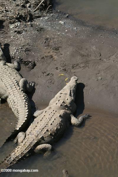 American Krokodile im Fluss tarcoles