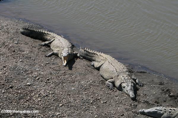 Американский крокодилов в реке tarcoles