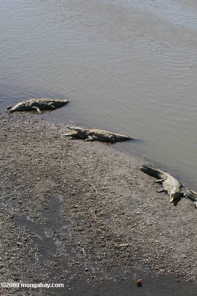 tarcoles川では、アメリカのワニ