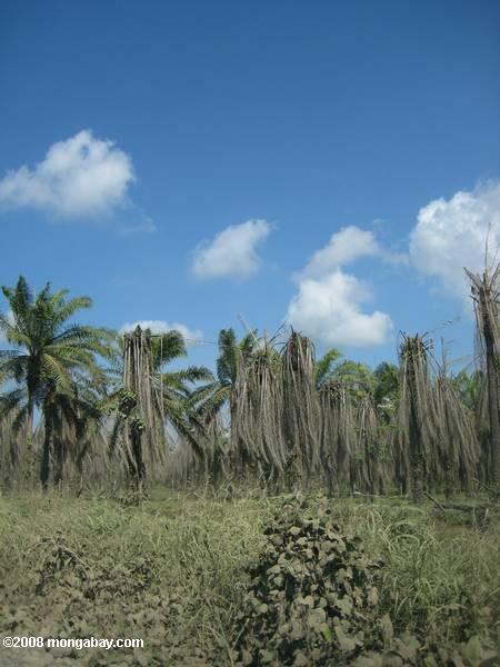 Dead palmiers à huile