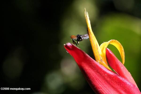 Пчела приближается птица-оф-цветочный рай