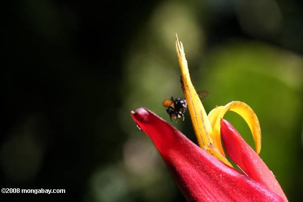 Пчела приближается птица-оф-цветочный рай