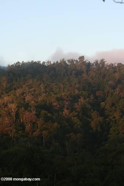 ラスクルーセスの熱帯林