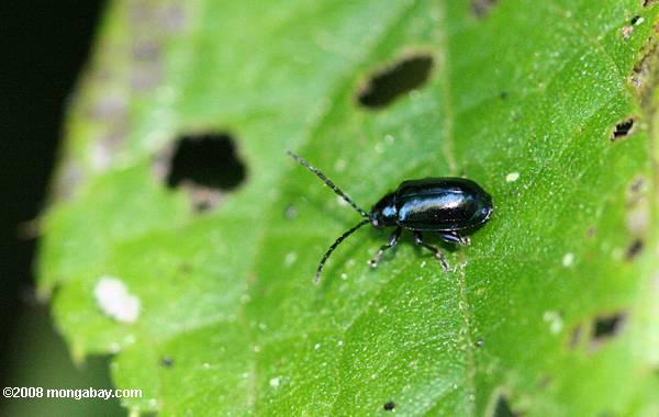 blau-schwarz Käfer