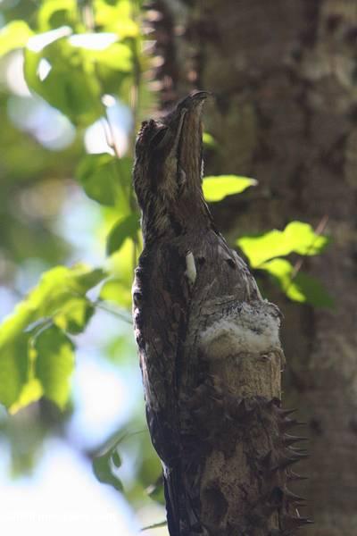Nighthawk-de-cauda-curta (lurocalis semitorquatus)