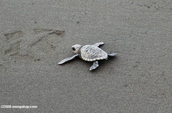 Nouveau-nés de tortues de mer
