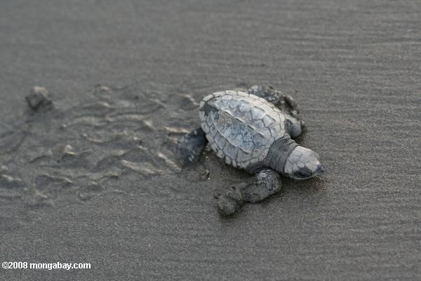 морская черепаха hatchlings