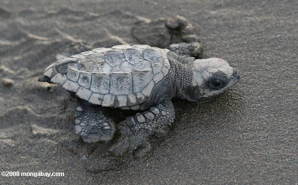 морская черепаха hatchlings