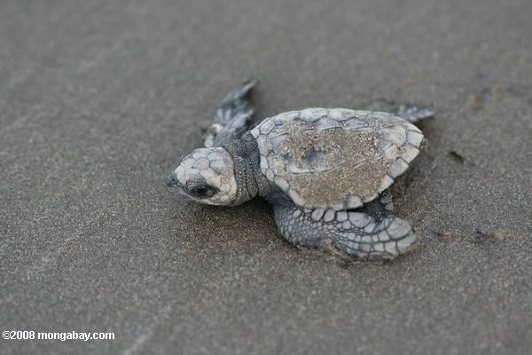 crías de tortugas marinas