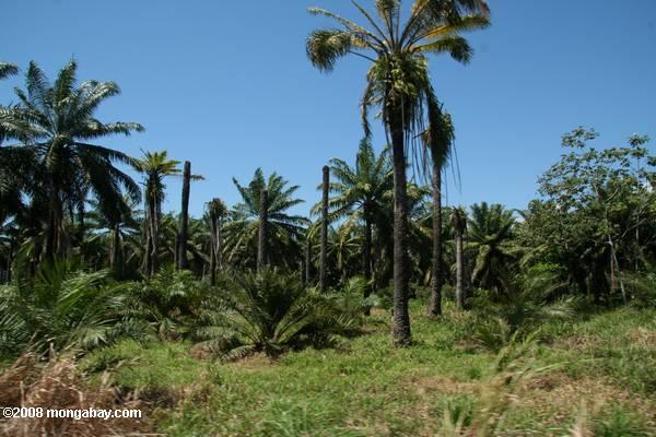 пальмовое масло недвижимости