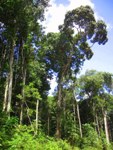 Rainforest outside Iwokrama