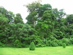 Forest surrounding Iwokrama