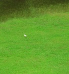 Cattle egret stalking 
