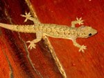 Gecko in lodge