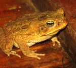 Marine toad (Bufo marinus) in lodge