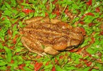 Marine toad (Bufo marinus) in lodge