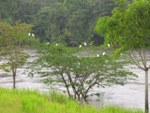 Perching cattle egrets 