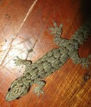 Gecko in lodge