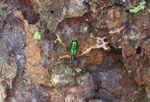 Bright green beetle