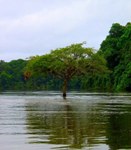Tree submerged in Essequibo River
