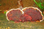 Fungi growing off log