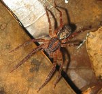 Spider on forest floor