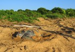 Leatherback sea turtle laying eggs on the beach