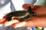 Infant green sea turtle