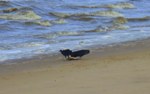 Black vultures on the beach