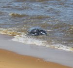 Leatherback sea turtle coming out of the surf