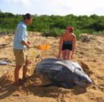 Scientist and volunteer taking data on leatherback sea turtle 