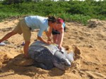 Scientist and volunteer taking data on leatherback sea turtle 