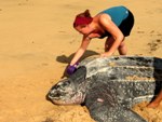 Volunteer taking data on leatherback sea turtle 