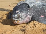 Leatherback sea turtle laying eggs on the beach