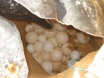 Leatherback sea turtle eggs 