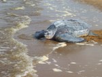 Leatherback sea turtle returning to the ocean